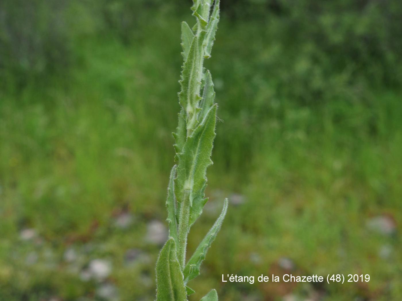 Pepperwort, (Variable-leaved) leaf